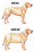 Pet Obesity